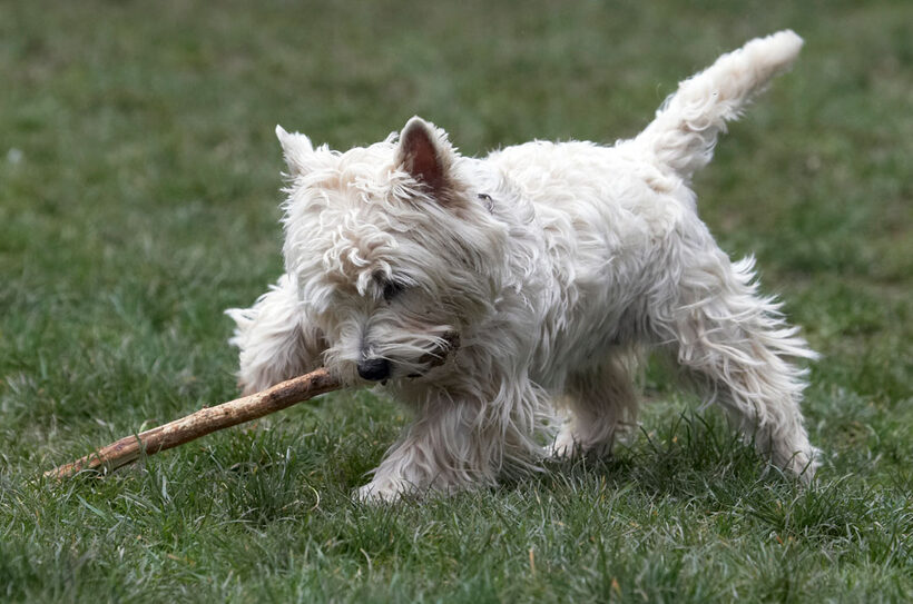 Animal, Animals, Canine, Canines, Dog, Dogs, Land Mammal, Land Mammals, Milly, Play, Playing, Playtime, stick, Terrestrial Mammal, Terrestrial Mammals, Terriers, West Highland Terrier