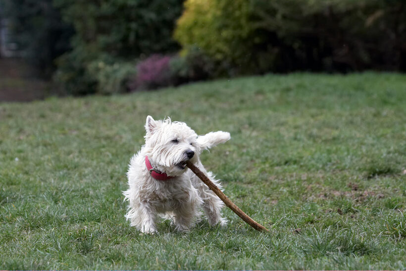 Animal, Animals, Canine, Canines, Dog, Dogs, Land Mammal, Land Mammals, Milly, Play, Playing, Playtime, stick, Terrestrial Mammal, Terrestrial Mammals, Terriers, West Highland Terrier