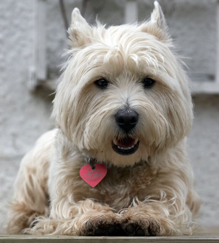 Animal, Animals, Canine, Canines, Dog, Dogs, Harvey, Land Mammal, Land Mammals, Play, Playing, Playtime, Rest, resting, Smile, Smiling, Terrestrial Mammal, Terrestrial Mammals, Terriers, West Highland Terrier