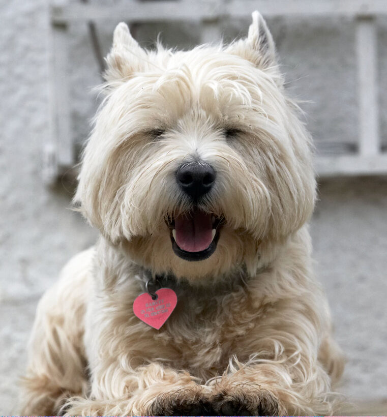 Animal, Animals, Canine, Canines, Dog, Dogs, Harvey, Land Mammal, Land Mammals, Play, Playing, Playtime, Terrestrial Mammal, Terrestrial Mammals, Terriers, West Highland Terrier, Yawn, Yawning