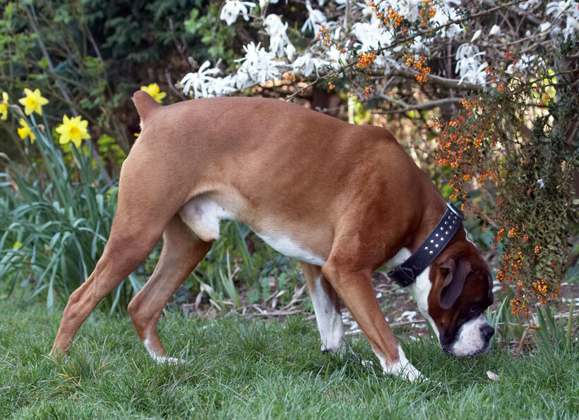 Animal, Animals, Boxer, Boxers, Canine, Canines, Daffodils, Dave, Dog, Dogs, flora, Flower, Flowers, Land Mammal, Land Mammals, Play, Playing, Playtime, Sniff, Sniffing, Terrestrial Mammal, Terrestrial Mammals