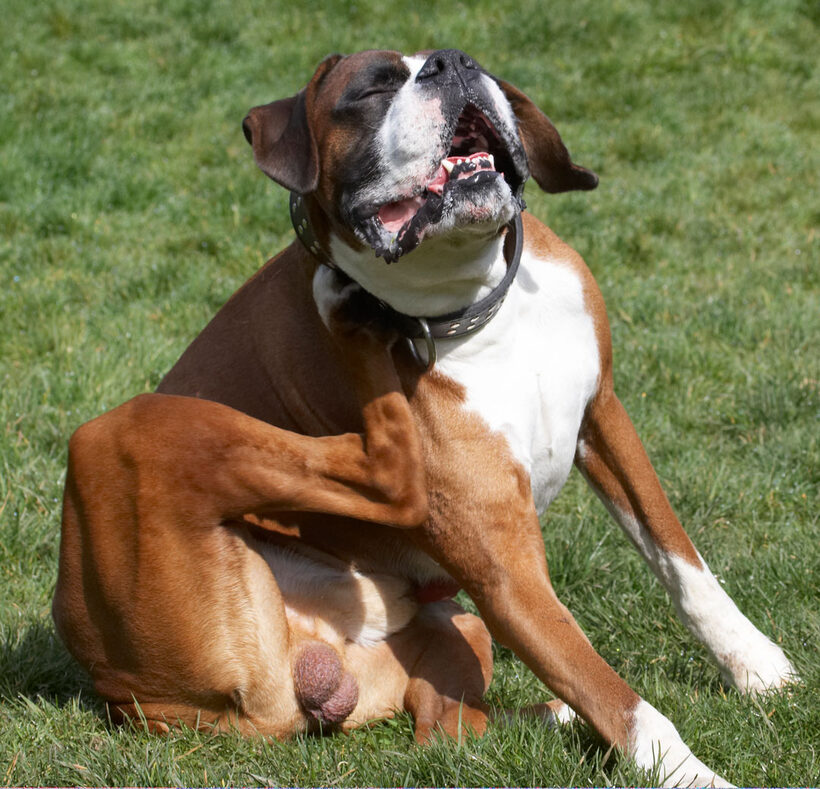 Animal, Animals, Boxer, Boxers, Canine, Canines, Dave, Dog, Dogs, Land Mammal, Land Mammals, Play, Playing, Playtime, Scratch, scratching, Terrestrial Mammal, Terrestrial Mammals