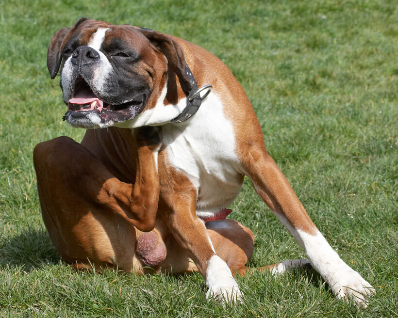 Animal, Animals, Boxer, Boxers, Canine, Canines, Dave, Dog, Dogs, Land Mammal, Land Mammals, Play, Playing, Playtime, Scratch, Scratching, Terrestrial Mammal, Terrestrial Mammals, tongue