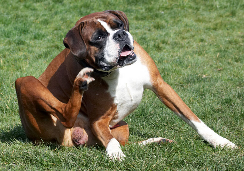 Animal, Animals, Boxer, Boxers, Canine, Canines, Dave, Dog, Dogs, Land Mammal, Land Mammals, Play, Playing, Playtime, Scratch, scratching, Terrestrial Mammal, Terrestrial Mammals