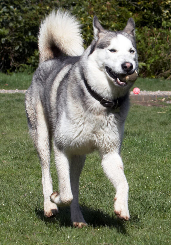 Animal, Animals, Ball, Canine, Canines, Dog, Dogs, Huskies, Husky, Land Mammal, Land Mammals, Play, Playing, Playtime, Reeba, Run, running, Terrestrial Mammal, Terrestrial Mammals