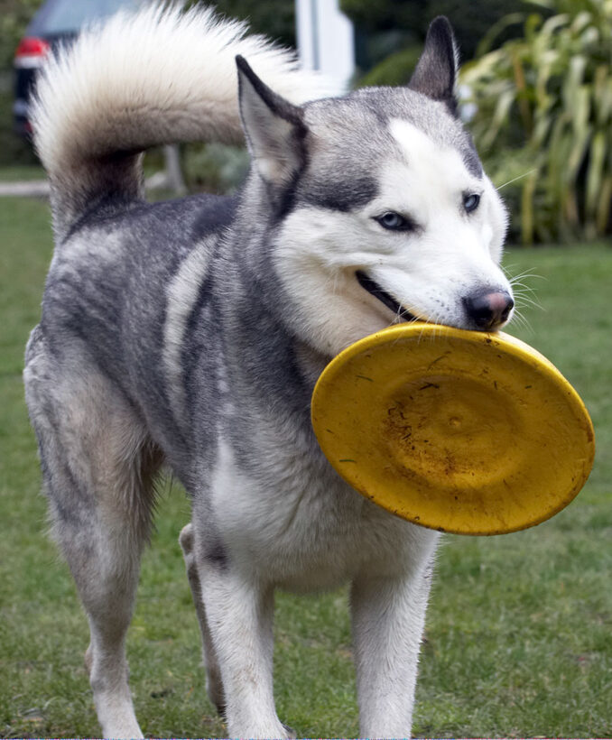 Animal, Animals, Canine, Canines, Dog, Dogs, frisbee, Huskies, Husky, Land Mammal, Land Mammals, Play, Playing, Playtime, Reeba, Terrestrial Mammal, Terrestrial Mammals