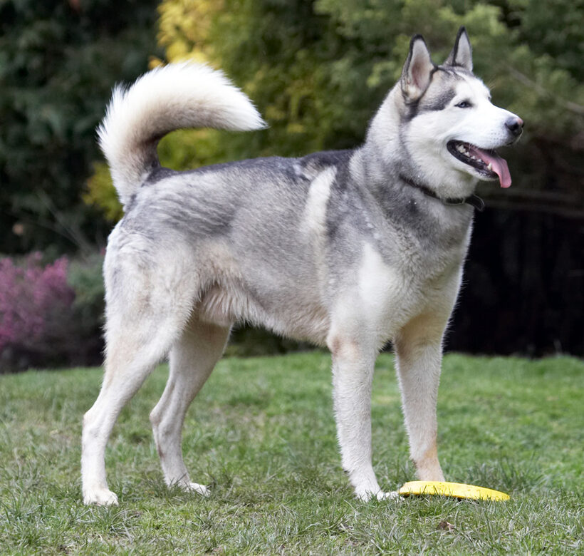 Animal, Animals, Canine, Canines, Dog, Dogs, frisbee, Huskies, Husky, Land Mammal, Land Mammals, Play, Playing, Playtime, Reeba, Smile, Smiling, Terrestrial Mammal, Terrestrial Mammals, Tongue