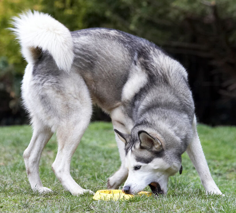 Animal, Animals, Canine, Canines, Dog, Dogs, frisbee, Huskies, Husky, Land Mammal, Land Mammals, Play, Playing, Playtime, Reeba, Terrestrial Mammal, Terrestrial Mammals