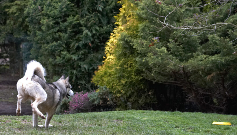 Animal, Animals, Canine, Canines, Dog, Dogs, frisbee, Huskies, Husky, Land Mammal, Land Mammals, Play, Playing, Playtime, Reeba, Run, Running, Terrestrial Mammal, Terrestrial Mammals