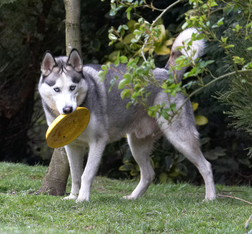 Animal, Animals, Canine, Canines, Dog, Dogs, frisbee, Huskies, Husky, Land Mammal, Land Mammals, Play, Playing, Playtime, Reeba, Terrestrial Mammal, Terrestrial Mammals