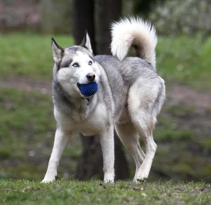 Animal, Animals, ball, Canine, Canines, Dog, Dogs, Huskies, Husky, Land Mammal, Land Mammals, Play, Playing, Playtime, Reeba, Terrestrial Mammal, Terrestrial Mammals