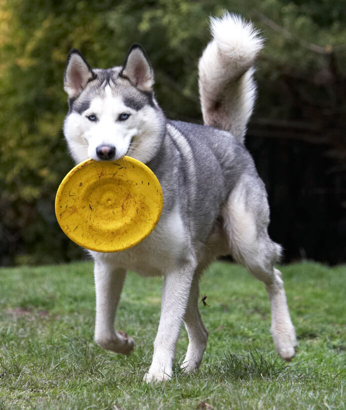 Animal, Animals, Canine, Canines, Dog, Dogs, Frisbee, Huskies, Husky, Land Mammal, Land Mammals, Play, Playing, Playtime, Reeba, Run, running, Terrestrial Mammal, Terrestrial Mammals