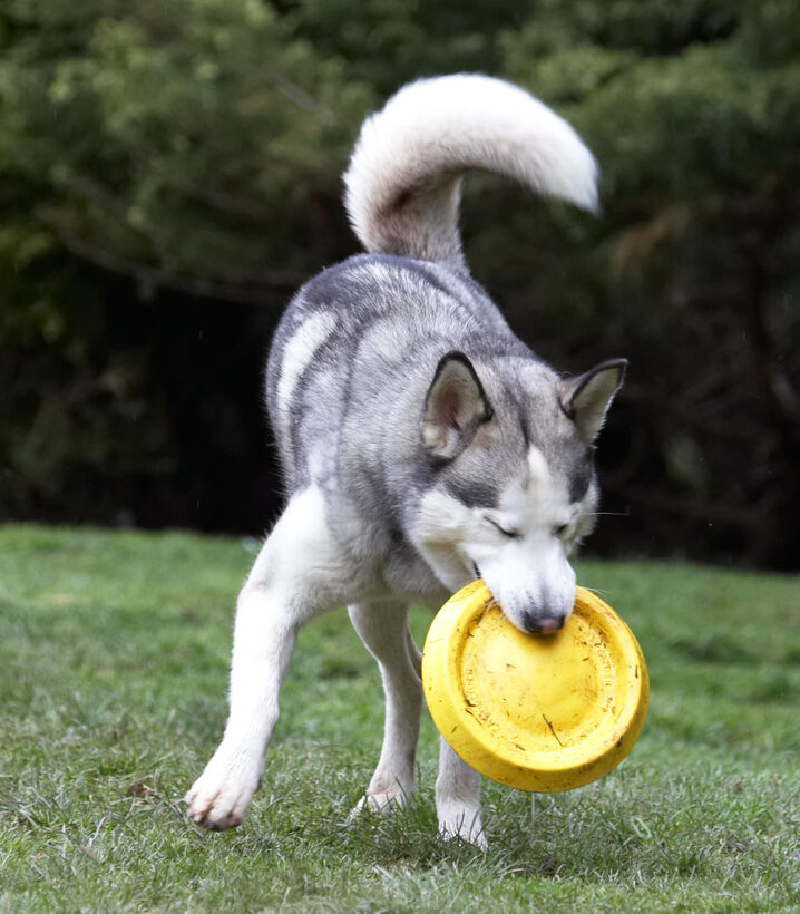 Animal, Animals, Canine, Canines, Dog, Dogs, frisbee, Huskies, Husky, Land Mammal, Land Mammals, Play, Playing, Playtime, Reeba, Terrestrial Mammal, Terrestrial Mammals
