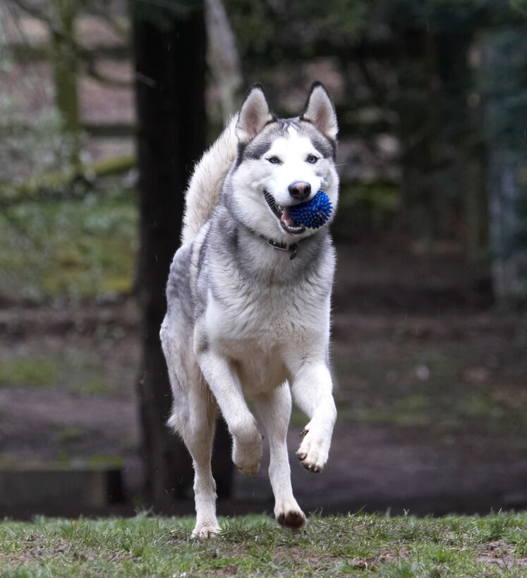 Animal, Animals, Ball, Canine, Canines, Dog, Dogs, Huskies, Husky, Land Mammal, Land Mammals, Play, Playing, Playtime, Reeba, Run, running, Terrestrial Mammal, Terrestrial Mammals