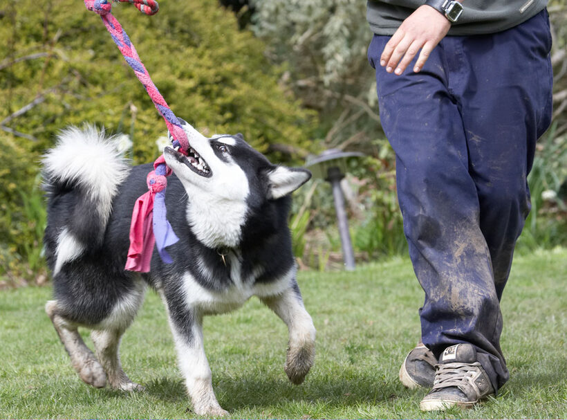 Alaskan Malamute, Animal, Animals, Bentley, Canine, Canines, Dog, Dogs, Land Mammal, Land Mammals, Malamutes, Play, Playing, playtime, Terrestrial Mammal, Terrestrial Mammals, Tug-o-war