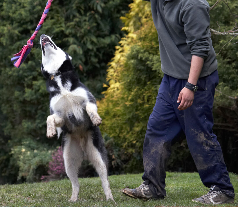 Alaskan Malamute, Animal, Animals, Bentley, Canine, Canines, Dog, Dogs, Land Mammal, Land Mammals, Leap, Leaping, Malamutes, Play, Playing, Playtime, Terrestrial Mammal, Terrestrial Mammals
