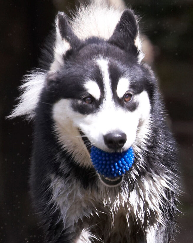 Alaskan Malamute, Animal, Animals, Ball, Bentley, Canine, Canines, Dog, Dogs, Land Mammal, Land Mammals, Malamutes, Play, Playing, playtime, Terrestrial Mammal, Terrestrial Mammals