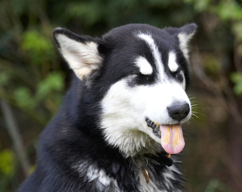 Alaskan Malamute, Animal, Animals, Bentley, Butter, Canine, Canines, Dog, Dogs, Land Mammal, Land Mammals, Malamutes, Peanut, Play, Playing, playtime, Terrestrial Mammal, Terrestrial Mammals, Tongue