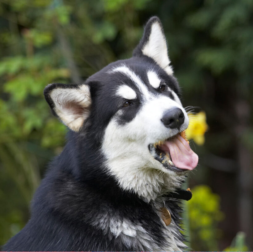 Alaskan Malamute, Animal, Animals, Bentley, Butter, Canine, Canines, Dog, Dogs, Land Mammal, Land Mammals, Malamutes, Peanut, Play, Playing, playtime, Terrestrial Mammal, Terrestrial Mammals, Tongue