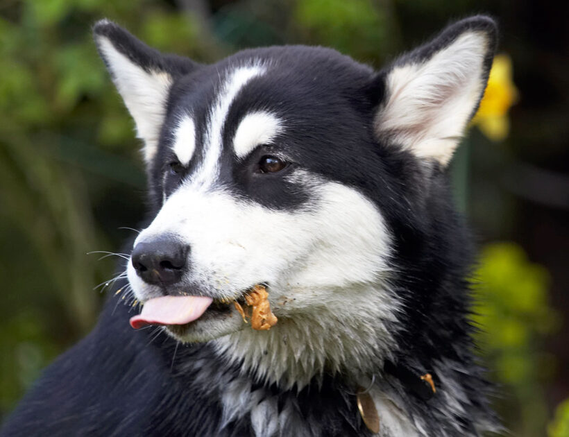 Alaskan Malamute, Animal, Animals, Bentley, Butter, Canine, Canines, Dog, Dogs, Land Mammal, Land Mammals, Malamutes, Peanut, Play, Playing, playtime, Terrestrial Mammal, Terrestrial Mammals, Tongue