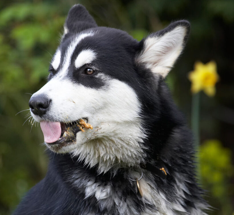 Alaskan Malamute, Animal, Animals, Bentley, Butter, Canine, Canines, Dog, Dogs, Land Mammal, Land Mammals, Malamutes, Peanut, Play, Playing, Playtime, Terrestrial Mammal, Terrestrial Mammals, tongue