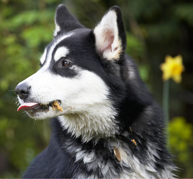 Alaskan Malamute, Animal, Animals, Bentley, Butter, Canine, Canines, Dog, Dogs, Land Mammal, Land Mammals, Malamutes, Peanut, Play, Playing, Playtime, Terrestrial Mammal, Terrestrial Mammals, tongue