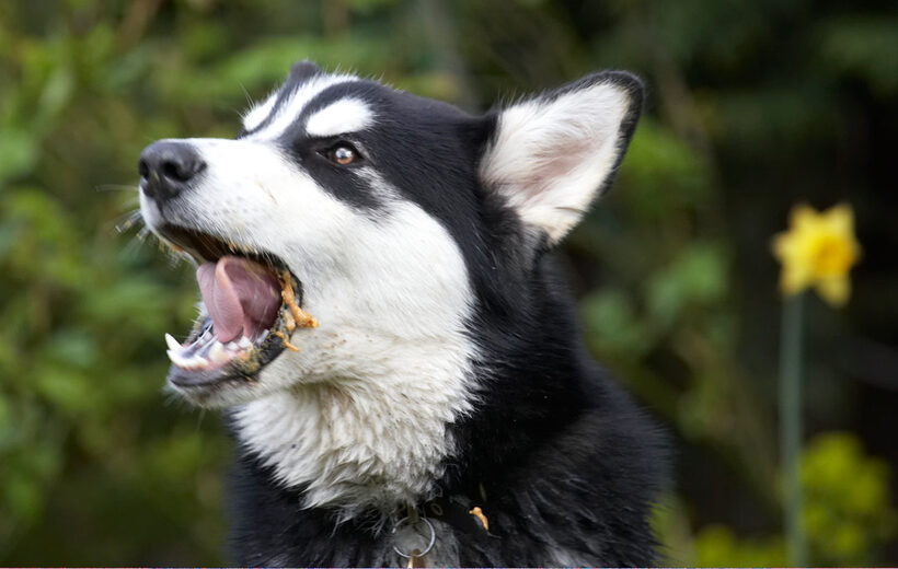 Alaskan Malamute, Animal, Animals, Bentley, Butter, Canine, Canines, Dog, Dogs, Land Mammal, Land Mammals, Malamutes, Peanut, Play, Playing, Playtime, Terrestrial Mammal, Terrestrial Mammals, tongue