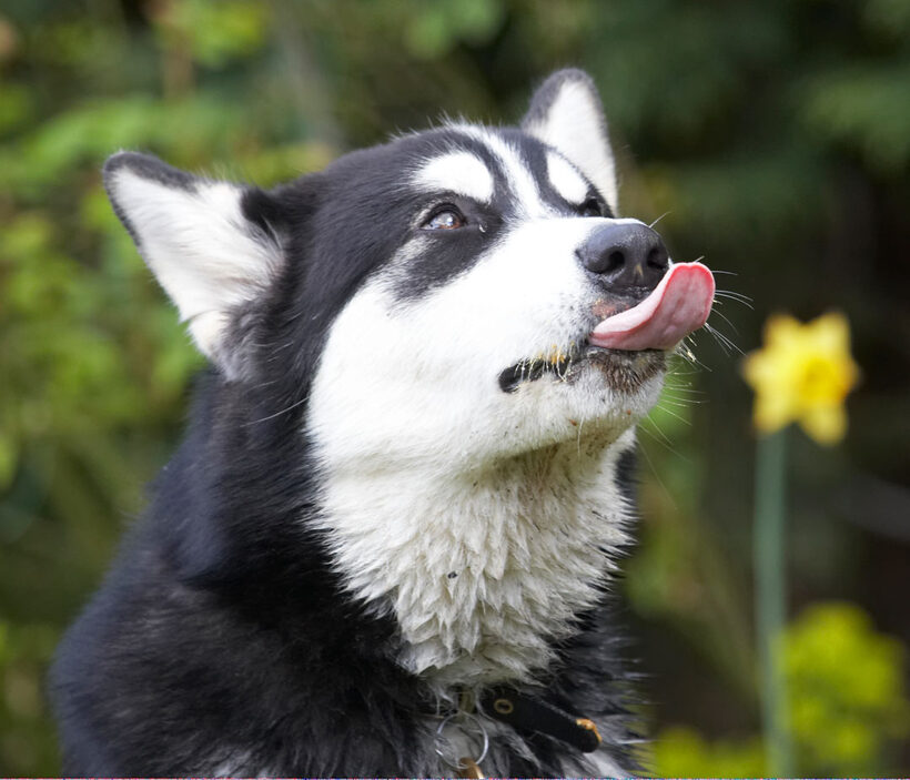 Alaskan Malamute, Animal, Animals, Bentley, Butter, Canine, Canines, Dog, Dogs, Land Mammal, Land Mammals, Malamutes, Peanut, Play, Playing, Playtime, Terrestrial Mammal, Terrestrial Mammals, tongue