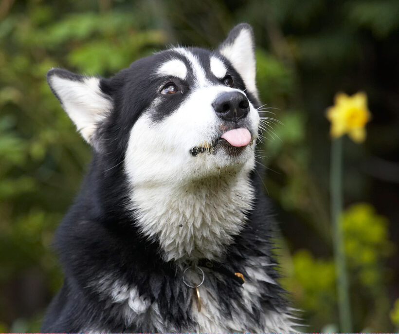 Alaskan Malamute, Animal, Animals, Bentley, Butter, Canine, Canines, Dog, Dogs, Land Mammal, Land Mammals, Malamutes, Peanut, Play, Playing, Playtime, Terrestrial Mammal, Terrestrial Mammals, tongue