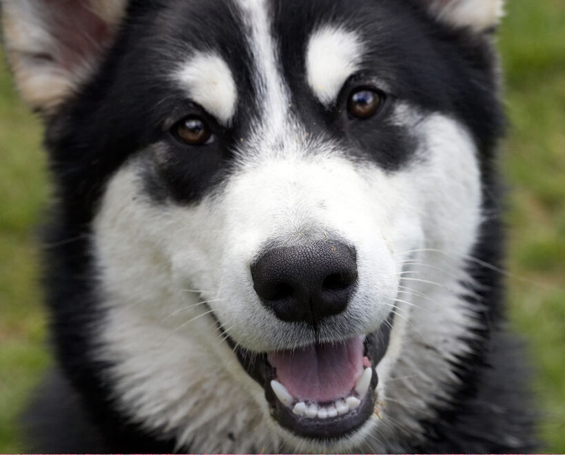Alaskan Malamute, Animal, Animals, Bentley, Butter, Canine, Canines, Dog, Dogs, Land Mammal, Land Mammals, Malamutes, Peanut, Play, Playing, Playtime, Smile, smiling, Terrestrial Mammal, Terrestrial Mammals, Tongue