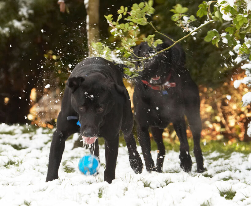 Animal, Animals, Ball, Buddy, Canine, Canines, Dog, Dogs, Harvey, Labrador, Labradors, Land Mammal, Land Mammals, Play, Playing, Playtime, Snow, Terrestrial Mammal, Terrestrial Mammals, tongue