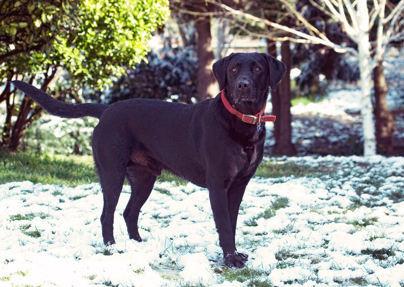 Animal, Animals, Canine, Canines, Dog, Dogs, Harvey, Labrador, Labradors, Land Mammal, Land Mammals, Play, Playing, Playtime, Snow, Terrestrial Mammal, Terrestrial Mammals