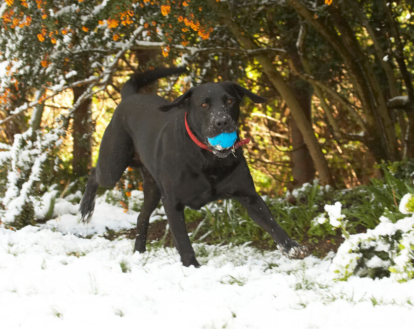 Animal, Animals, Ball, Canine, Canines, Dog, Dogs, Harvey, Labrador, Labradors, Land Mammal, Land Mammals, Play, Playing, Playtime, Run, running, Snow, Terrestrial Mammal, Terrestrial Mammals