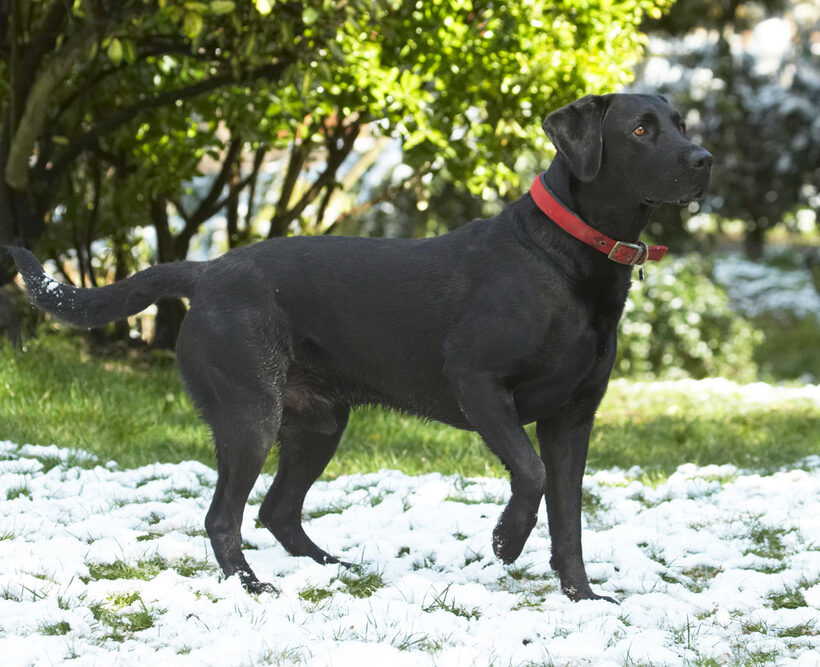 Animal, Animals, Canine, Canines, Dog, Dogs, Harvey, Labrador, Labradors, Land Mammal, Land Mammals, Play, Playing, Playtime, Snow, Terrestrial Mammal, Terrestrial Mammals
