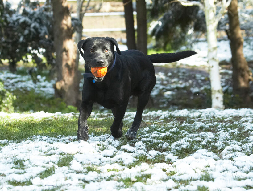 Animal, Animals, Ball, Buddy, Canine, Canines, Dog, Dogs, Labrador, Labradors, Land Mammal, Land Mammals, Play, Playing, Playtime, Run, running, Snow, Terrestrial Mammal, Terrestrial Mammals