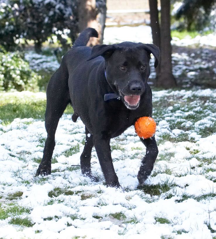 Animal, Animals, ball, Buddy, Canine, Canines, Dog, Dogs, Labrador, Labradors, Land Mammal, Land Mammals, Play, Playing, Playtime, Snow, Terrestrial Mammal, Terrestrial Mammals