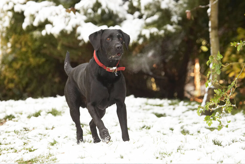 Animal, Animals, Canine, Canines, Dog, Dogs, Harvey, Labrador, Labradors, Land Mammal, Land Mammals, Play, Playing, Playtime, Snow, Terrestrial Mammal, Terrestrial Mammals