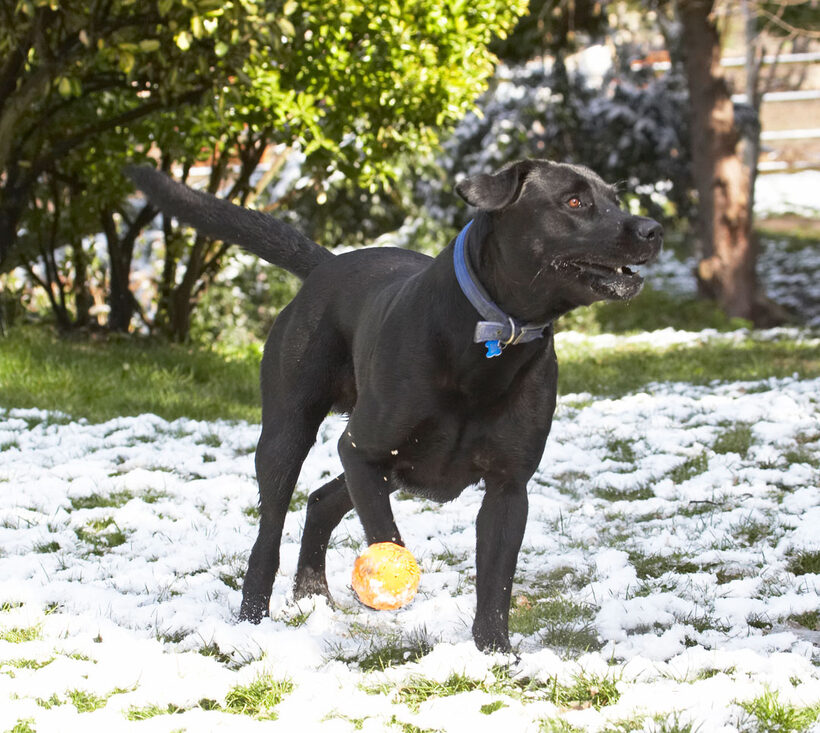 Animal, Animals, ball, Buddy, Canine, Canines, Dog, Dogs, Labrador, Labradors, Land Mammal, Land Mammals, Play, Playing, Playtime, Snow, Terrestrial Mammal, Terrestrial Mammals