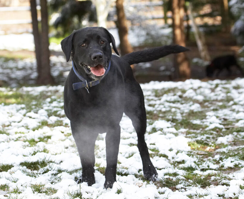 Animal, Animals, Buddy, Canine, Canines, Dog, Dogs, Labrador, Labradors, Land Mammal, Land Mammals, Play, Playing, Playtime, Snow, Terrestrial Mammal, Terrestrial Mammals