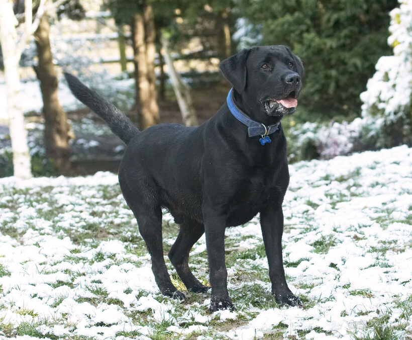 Animal, Animals, Buddy, Canine, Canines, Dog, Dogs, Labrador, Labradors, Land Mammal, Land Mammals, Play, Playing, Playtime, Snow, Terrestrial Mammal, Terrestrial Mammals