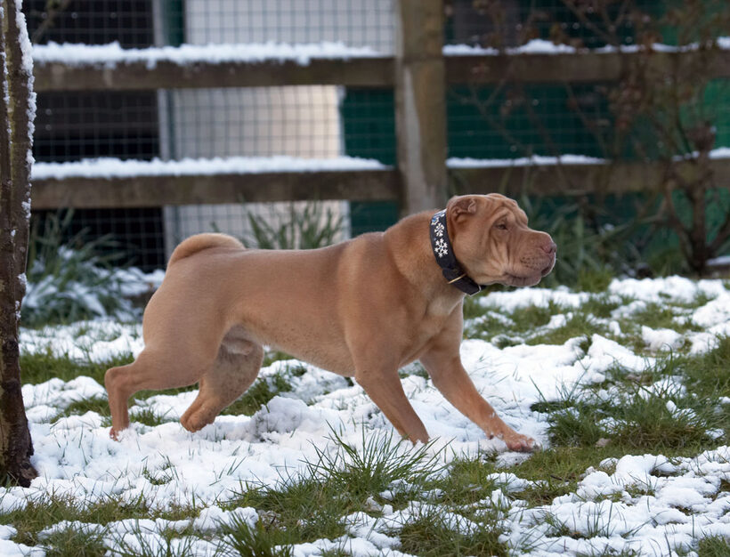 Animal, Animals, Canine, Canines, Dog, Dogs, Frosty, Land Mammal, Land Mammals, Play, Playing, Playtime, Shar-pei, Shar-peis, Snow, Terrestrial Mammal, Terrestrial Mammals