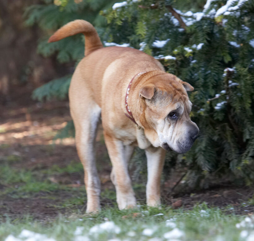 Animal, Animals, Canine, Canines, Daisy, Dog, Dogs, Land Mammal, Land Mammals, Play, Playing, Playtime, Shar-pei, Shar-peis, Snow, Terrestrial Mammal, Terrestrial Mammals