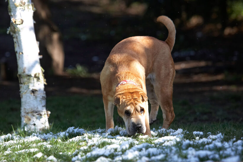 Animal, Animals, Canine, Canines, Daisy, Dog, Dogs, Land Mammal, Land Mammals, Play, Playing, Playtime, Shar-pei, Shar-peis, Snow, Terrestrial Mammal, Terrestrial Mammals