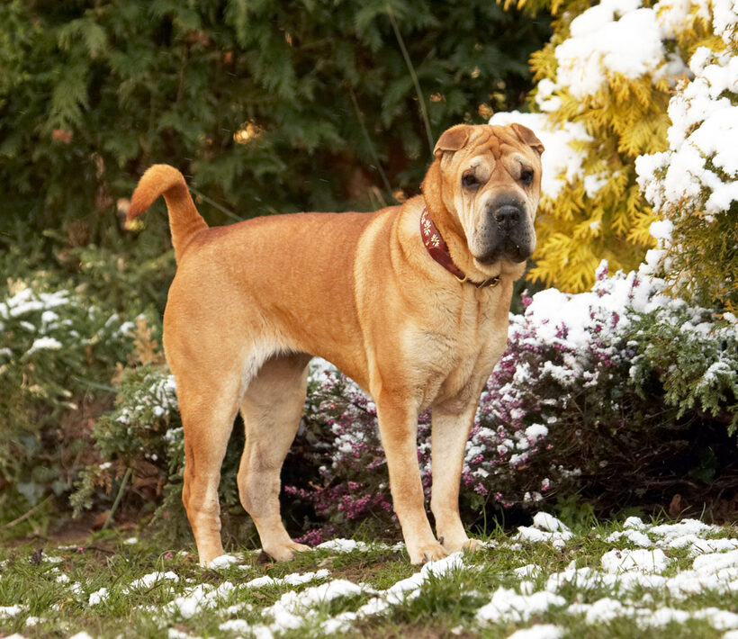 Animal, Animals, Canine, Canines, Daisy, Dog, Dogs, Land Mammal, Land Mammals, Play, Playing, Playtime, Shar-pei, Shar-peis, Snow, Terrestrial Mammal, Terrestrial Mammals