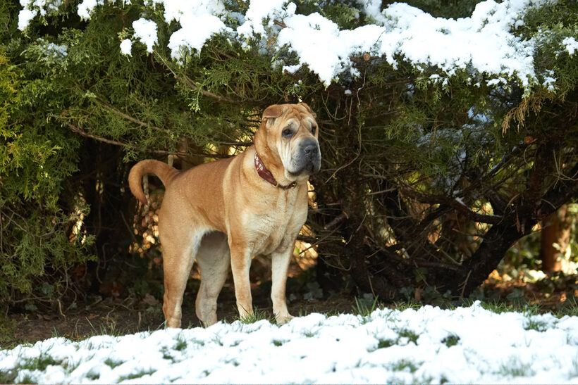 Animal, Animals, Canine, Canines, Daisy, Dog, Dogs, Land Mammal, Land Mammals, Play, Playing, Playtime, Shar-pei, Shar-peis, Snow, Terrestrial Mammal, Terrestrial Mammals