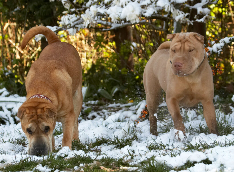 Animal, Animals, Canine, Canines, Daisy, Dog, Dogs, Frosty, Land Mammal, Land Mammals, Play, Playing, playtime, Shar-pei, Shar-peis, Snow, Terrestrial Mammal, Terrestrial Mammals