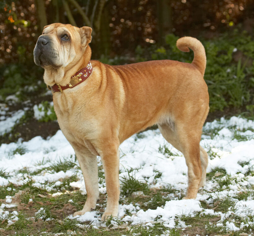 Animal, Animals, Canine, Canines, Daisy, Dog, Dogs, Land Mammal, Land Mammals, Play, Playing, Playtime, Shar-pei, Shar-peis, Snow, Terrestrial Mammal, Terrestrial Mammals