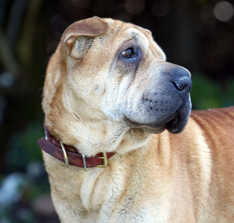Animal, Animals, Canine, Canines, Daisy, Dog, Dogs, Land Mammal, Land Mammals, Play, Playing, Playtime, Shar-pei, Shar-peis, Snow, Terrestrial Mammal, Terrestrial Mammals