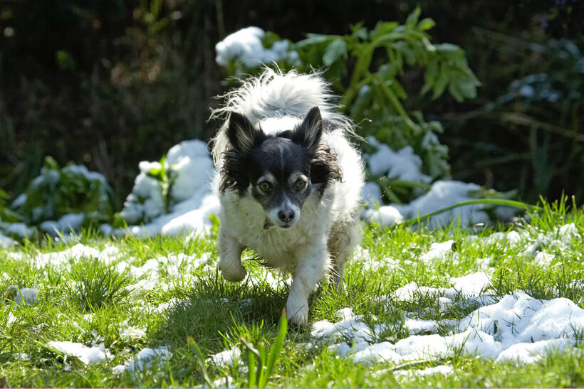 Animal, Animals, Canine, Canines, Chihuahuas, Dog, Dogs, Land Mammal, Land Mammals, Longhaired Chihuahua, Matt, Play, Playing, Playtime, Snow, Terrestrial Mammal, Terrestrial Mammals