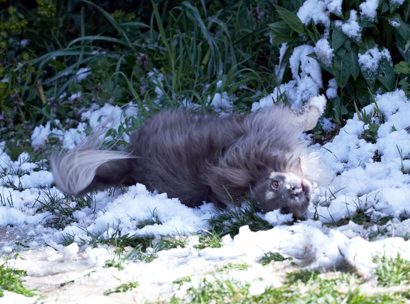 Animal, Animals, Canine, Canines, Chihuahuas, Dog, Dogs, Land Mammal, Land Mammals, Longhaired Chihuahua, Play, Playing, Playtime, Roll, rolling, Rose, Snow, Terrestrial Mammal, Terrestrial Mammals